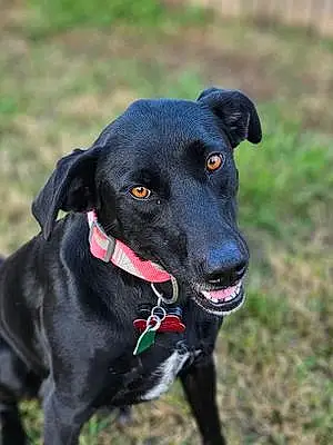 Labrador Retriever Dog Max
