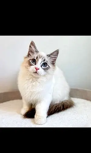 Siberian Cat Opie