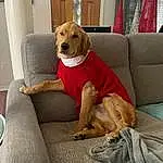 Dog, Furniture, Couch, Dog breed, Comfort, Carnivore, Companion dog, Fawn, Working Animal, Dog Supply, Snout, Living Room, Chair, Collar, Hardwood, Room, Canidae, Studio Couch