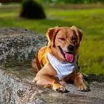 Dog, Carnivore, Fawn, Companion dog, Dog breed, Grass, Wood, Retriever, Plant, Bedrock, Paw, Terrestrial Animal, Water, Tail, Rock, Canidae, Working Dog, Street dog