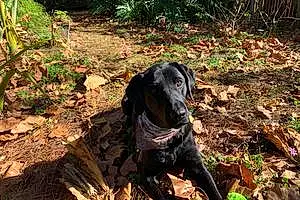 Labrador Retriever Dog Troy