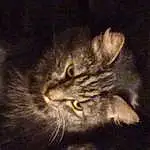 Cat, Carnivore, Felidae, Small To Medium-sized Cats, Whiskers, Snout, Terrestrial Animal, Furry friends, Domestic Short-haired Cat, Darkness, Midnight, Night