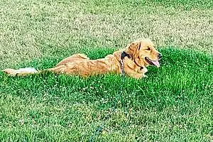 Golden Retriever Dog Lola