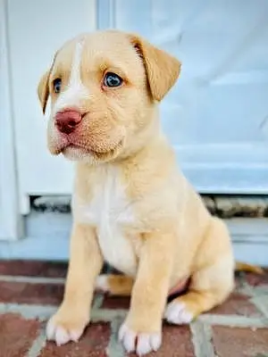 Name Labrador Retriever Dog Fin