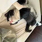 Eyes, Leg, Cat, Comfort, Carnivore, Felidae, Whiskers, Dog breed, Small To Medium-sized Cats, Companion dog, Tail, Wood, Foot, Paw, Hardwood, Domestic Short-haired Cat, Fang, Furry friends, Linens, Claw