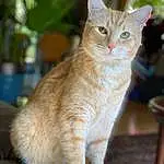 Cat, Felidae, Carnivore, Small To Medium-sized Cats, Whiskers, Fawn, Snout, Tail, Furry friends, Domestic Short-haired Cat, Wood, Paw, Terrestrial Animal, Claw, Sitting, Plant, Collar, Flowerpot, Grass