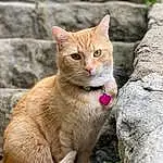 Cat, Felidae, Small To Medium-sized Cats, Carnivore, Whiskers, Fawn, Tail, Terrestrial Animal, Snout, Domestic Short-haired Cat, Furry friends, Rock, Wood, Trunk, Bedrock, Art, Claw