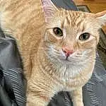 Cat, Eyes, Felidae, Carnivore, Small To Medium-sized Cats, Whiskers, Iris, Fawn, Ear, Comfort, Snout, Claw, Domestic Short-haired Cat, Furry friends, Paw, Cat Supply, Terrestrial Animal, Tail, Cat Bed
