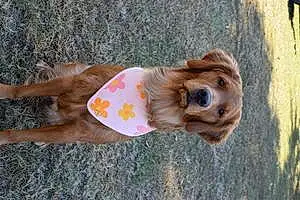 Golden Retriever Dog Roux