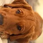 Head, Dog, Dog breed, Carnivore, Liver, Ear, Working Animal, Whiskers, Companion dog, Fawn, Snout, Retriever, Wrinkle, Gun Dog, Furry friends, Canidae, Pointing Breed, Pet Supply, Puppy