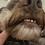 Dog breed, Liver, Dog, Ear, Carnivore, Fawn, Companion dog, Working Animal, Snout, Layered Hair, Surfer Hair, Blond, Close-up, Furry friends, Tail, Brown Hair, Fashion Accessory, Canidae, Feathered Hair