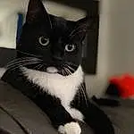 Head, Cat, Grey, Comfort, Carnivore, Small To Medium-sized Cats, Snout, Felidae, Whiskers, Domestic Short-haired Cat, Furry friends, Black cats, Black & White, Monochrome, Tail, Sitting