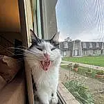 Cat, Window, Felidae, Plant, Carnivore, Small To Medium-sized Cats, Whiskers, Snout, Building, Mesh, Tail, Domestic Short-haired Cat, Furry friends, Paw, Grass, Metal, Sitting, Yawn, Daylighting, Claw
