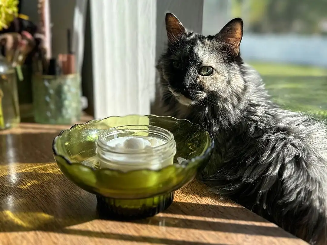 Cat, Table, Felidae, Carnivore, Plant, Dishware, Small To Medium-sized Cats, Serveware, Whiskers, Tableware, Drinkware, Grass, Snout, Wood, Curtain, Tail, Tree, Domestic Short-haired Cat, Furry friends, Window