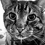 Head, Cat, Eyes, Black, Felidae, Carnivore, Human Body, Small To Medium-sized Cats, Iris, Grey, Style, Black-and-white, Whiskers, Monochrome, Black & White, Snout, Ear, Close-up, Furry friends