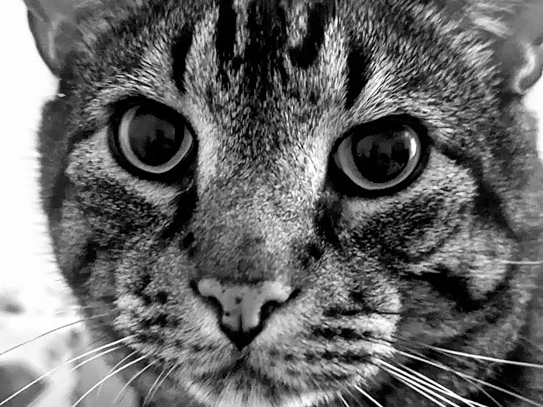 Head, Cat, Eyes, Black, Felidae, Carnivore, Human Body, Small To Medium-sized Cats, Iris, Grey, Style, Black-and-white, Whiskers, Monochrome, Black & White, Snout, Ear, Close-up, Furry friends
