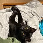 Cat, Comfort, Carnivore, Bombay, Felidae, Grey, Whiskers, Small To Medium-sized Cats, Snout, Black cats, Linens, Domestic Short-haired Cat, Shelf, Furry friends, Wood, Bedding, Havana Brown, Room, Claw, Bed