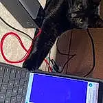 Computer, Cat, Personal Computer, Peripheral, Output Device, Input Device, Felidae, Netbook, Carnivore, Gadget, Small To Medium-sized Cats, Computer Hardware, Audio Equipment, Laptop, Electronic Instrument, Whiskers, Space Bar, Electronic Device, Technology, Personal Computer Hardware