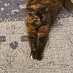 Cat, Road Surface, Felidae, Carnivore, Small To Medium-sized Cats, Asphalt, Wood, Whiskers, Tail, Domestic Short-haired Cat, Grass, Terrestrial Animal, Shadow, Furry friends, Paw, Soil, Claw, Sand