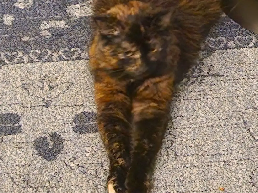 Cat, Road Surface, Felidae, Carnivore, Small To Medium-sized Cats, Asphalt, Wood, Whiskers, Tail, Domestic Short-haired Cat, Grass, Terrestrial Animal, Shadow, Furry friends, Paw, Soil, Claw, Sand