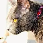 Cat, Eyes, Felidae, Carnivore, Small To Medium-sized Cats, Whiskers, Ear, Snout, Terrestrial Animal, Domestic Short-haired Cat, Furry friends, Collar, Russian blue