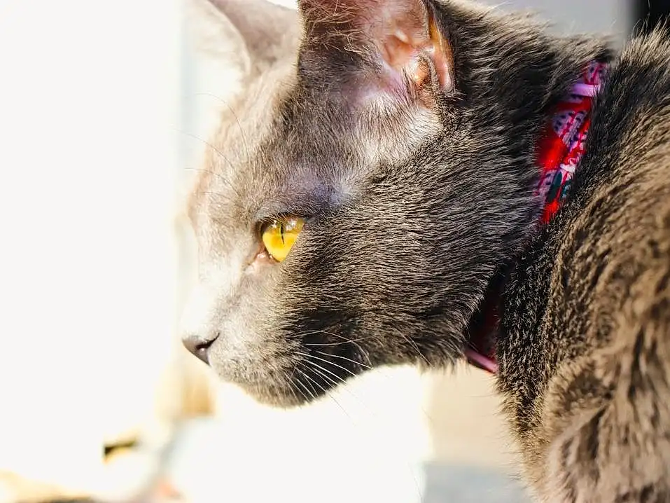 Cat, Eyes, Felidae, Carnivore, Small To Medium-sized Cats, Whiskers, Ear, Snout, Terrestrial Animal, Domestic Short-haired Cat, Furry friends, Collar, Russian blue