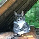 Cat, Felidae, Carnivore, Wood, Small To Medium-sized Cats, Grey, Whiskers, Tree, Snout, Tail, Domestic Short-haired Cat, Sitting, Grass, Furry friends, Hardwood, Paw, Window, Roof, Plant
