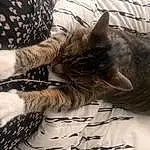 Cat, Felidae, Comfort, Carnivore, Small To Medium-sized Cats, Gesture, Whiskers, Grey, Snout, Tail, Human Leg, Furry friends, Linens, Domestic Short-haired Cat, Tree, Pattern, Nap, Paw