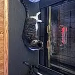 Cat, Carnivore, Felidae, Window, Gas, Small To Medium-sized Cats, Whiskers, Metal, Tail, Art, Door, Domestic Short-haired Cat, Glass, Wood, Shelf, Visual Arts, Machine, Room