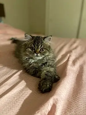 Persian Cat Mochi