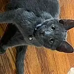Cat, Felidae, Carnivore, Small To Medium-sized Cats, Wood, Whiskers, Hardwood, Snout, Tail, Wood Stain, Russian blue, Furry friends, Black cats, Varnish, Domestic Short-haired Cat, Dog breed, Plank, Claw, Wood Flooring