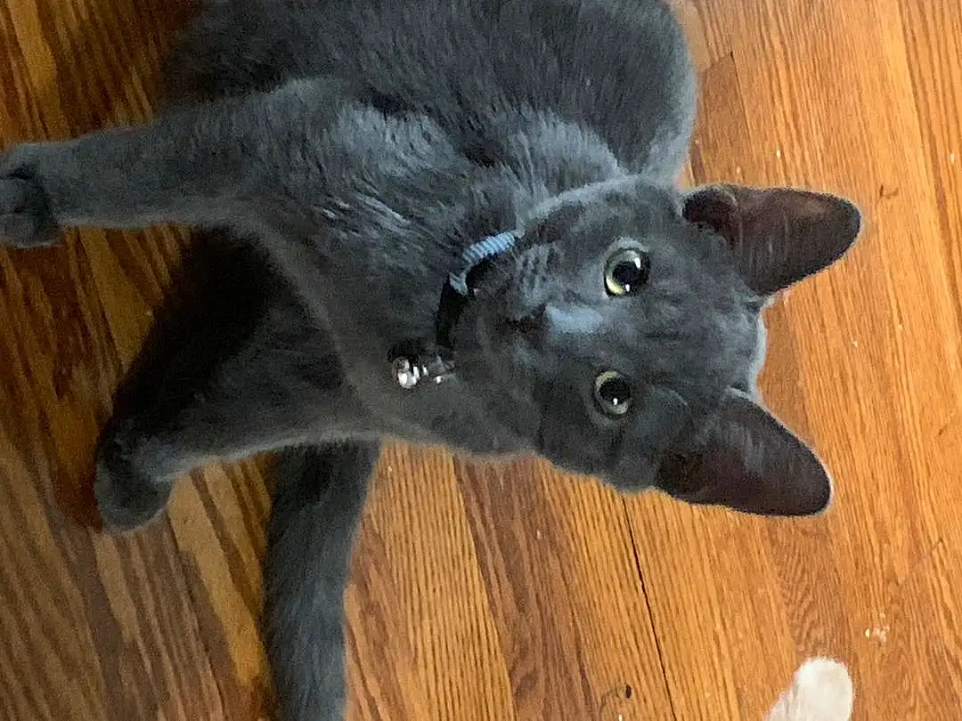 Cat, Felidae, Carnivore, Small To Medium-sized Cats, Wood, Whiskers, Hardwood, Snout, Tail, Wood Stain, Russian blue, Furry friends, Black cats, Varnish, Domestic Short-haired Cat, Dog breed, Plank, Claw, Wood Flooring