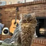 Cat, Felidae, Carnivore, Window, Small To Medium-sized Cats, Wood, Whiskers, Terrestrial Animal, Snout, Furry friends, Domestic Short-haired Cat, Brick, Tail, Claw, Street, Brickwork, Sitting