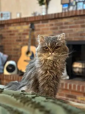 Persian Cat Slater