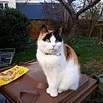 Cat, Plant, Window, Tree, Felidae, Carnivore, Whiskers, Grass, Table, Small To Medium-sized Cats, Tail, Snout, Chair, Domestic Short-haired Cat, Furry friends, Sitting, Outdoor Furniture, Box, Wood