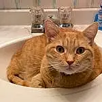 Cat, Plumbing Fixture, Fluid, Bathroom, Tap, Carnivore, Fawn, Pet Supply, Small To Medium-sized Cats, Whiskers, Plumbing, Felidae, Sink, Cat Supply, Domestic Short-haired Cat, Furry friends, Ceramic, Bottle, Serveware, Water Bottle