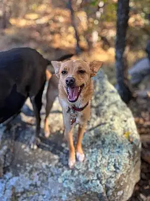 Name Chihuahua Dog Billy