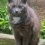 Cat, Plant, Felidae, Carnivore, Small To Medium-sized Cats, Whiskers, Window, Terrestrial Animal, Russian blue, Snout, Grass, Groundcover, Furry friends, Domestic Short-haired Cat, Tail, Zoo