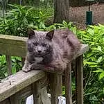 Plant, Cat, Felidae, Carnivore, Russian blue, Small To Medium-sized Cats, Fawn, Groundcover, Tree, Snout, Terrestrial Animal, Whiskers, Wood, Grass, Terrestrial Plant, Tail, Domestic Short-haired Cat, Furry friends, Herb, Trunk