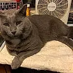Cat, Felidae, Carnivore, Small To Medium-sized Cats, Whiskers, Grey, Snout, Domestic Short-haired Cat, Russian blue, Furry friends, Comfort, Tail, Automotive Tire, Cat Supply, Mechanical Fan, Metal, Sitting