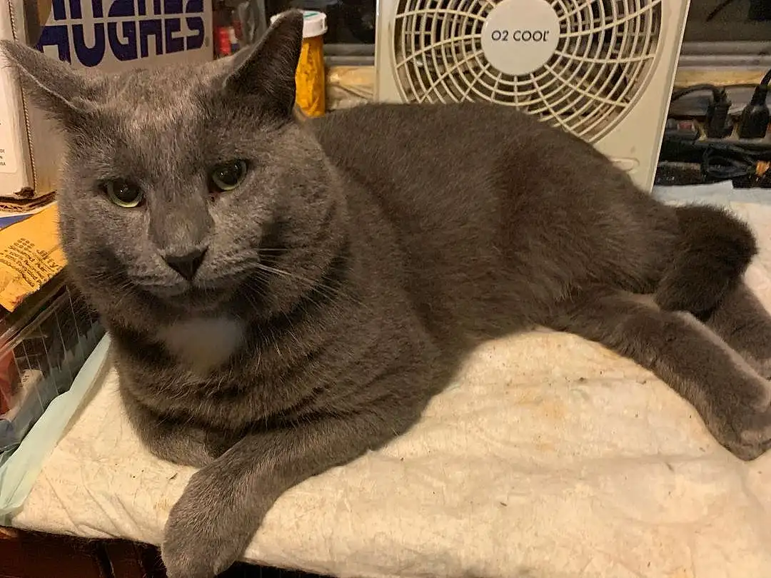 Cat, Felidae, Carnivore, Small To Medium-sized Cats, Whiskers, Grey, Snout, Domestic Short-haired Cat, Russian blue, Furry friends, Comfort, Tail, Automotive Tire, Cat Supply, Mechanical Fan, Metal, Sitting