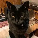 Cat, Felidae, Carnivore, Small To Medium-sized Cats, Whiskers, Snout, Black cats, Furry friends, Domestic Short-haired Cat, Box, Cat Supply, Bombay, Hardwood, Cat Furniture, Havana Brown