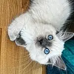 Cat, Eyes, Felidae, Carnivore, Small To Medium-sized Cats, Whiskers, Wood, Fawn, Dog breed, Snout, Companion dog, Tail, Balinese, Paw, Thai, Hardwood, Claw, Furry friends, Working Animal