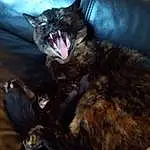 Cat, Felidae, Carnivore, Whiskers, Small To Medium-sized Cats, Snout, Couch, Fang, Tail, Yawn, Furry friends, Domestic Short-haired Cat, Comfort, Cloud, Claw, Roar, Paw, Darkness, Canidae