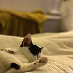 Cat, Comfort, Carnivore, Felidae, Whiskers, Wood, Small To Medium-sized Cats, Tail, Domestic Short-haired Cat, Furry friends, Linens, Paw, Room, Sand, Nap, Hardwood, Terrestrial Animal