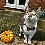 Cat, Pumpkin, Cucurbita, Window, Calabaza, Winter Squash, Plant, Carnivore, Felidae, Grey, Collar, Gourd, Small To Medium-sized Cats, Squash, Whiskers, Door, Grass, Road Surface, Vegetable, Snout