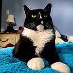 Cat, Felidae, Carnivore, Textile, Small To Medium-sized Cats, Whiskers, Lamp, Snout, Tail, Foot, Electric Blue, Domestic Short-haired Cat, Furry friends, Paw, Lampshade, Comfort, Sitting, Claw, Formal Wear