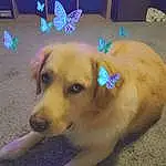Dog, Pollinator, Carnivore, Dog breed, Fawn, Moths And Butterflies, Companion dog, Insect, Pet Supply, Working Animal, Butterfly, Arthropod, Dog Supply, Wood, Whiskers, Tail, Furry friends, Art