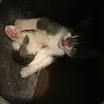 Cat, Felidae, Carnivore, Small To Medium-sized Cats, Dog breed, Fawn, Whiskers, Tail, Snout, Foot, Comfort, Domestic Short-haired Cat, Paw, Furry friends, Claw, Canidae, Nap, Darkness, Photo Caption