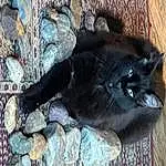 Cat, Carnivore, Whiskers, Felidae, Small To Medium-sized Cats, Terrestrial Animal, Black cats, Tail, Bombay, Wood, Domestic Short-haired Cat, Claw, Furry friends, Paw